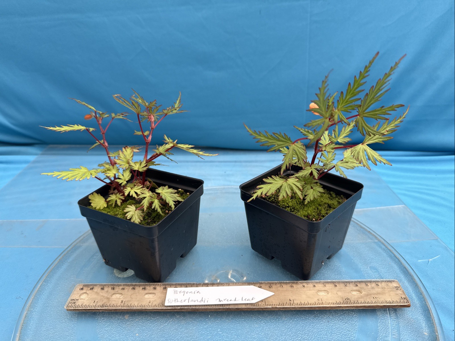 Begonia sutherlandii Fern-like Leaves 4” Pot Shade Easy Care Windowsill
