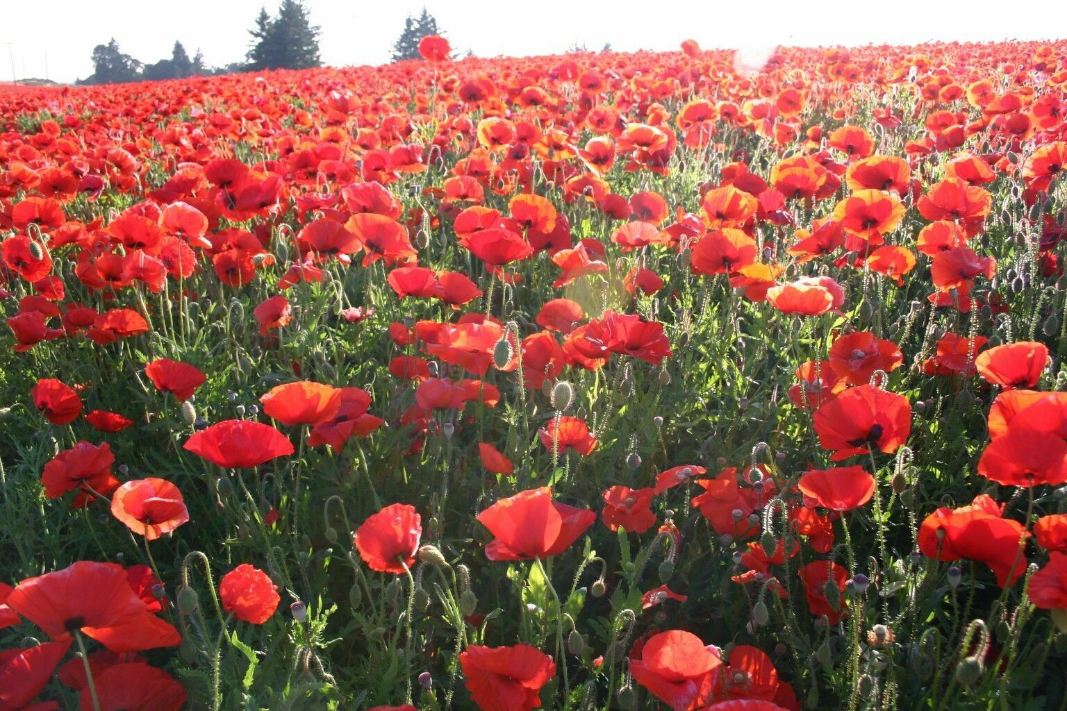 Red Corn Poppy Flower Seed Papaver rhoeas Great Pollinator 4000 to 198,000 SEEDS