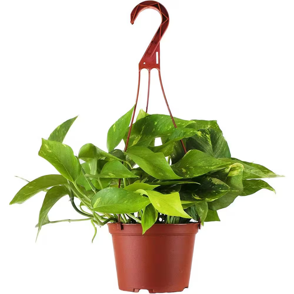 Pothos Live Indoor Plant, Easy Care Air Purifying Hanging Houseplant in 6 In. Gr