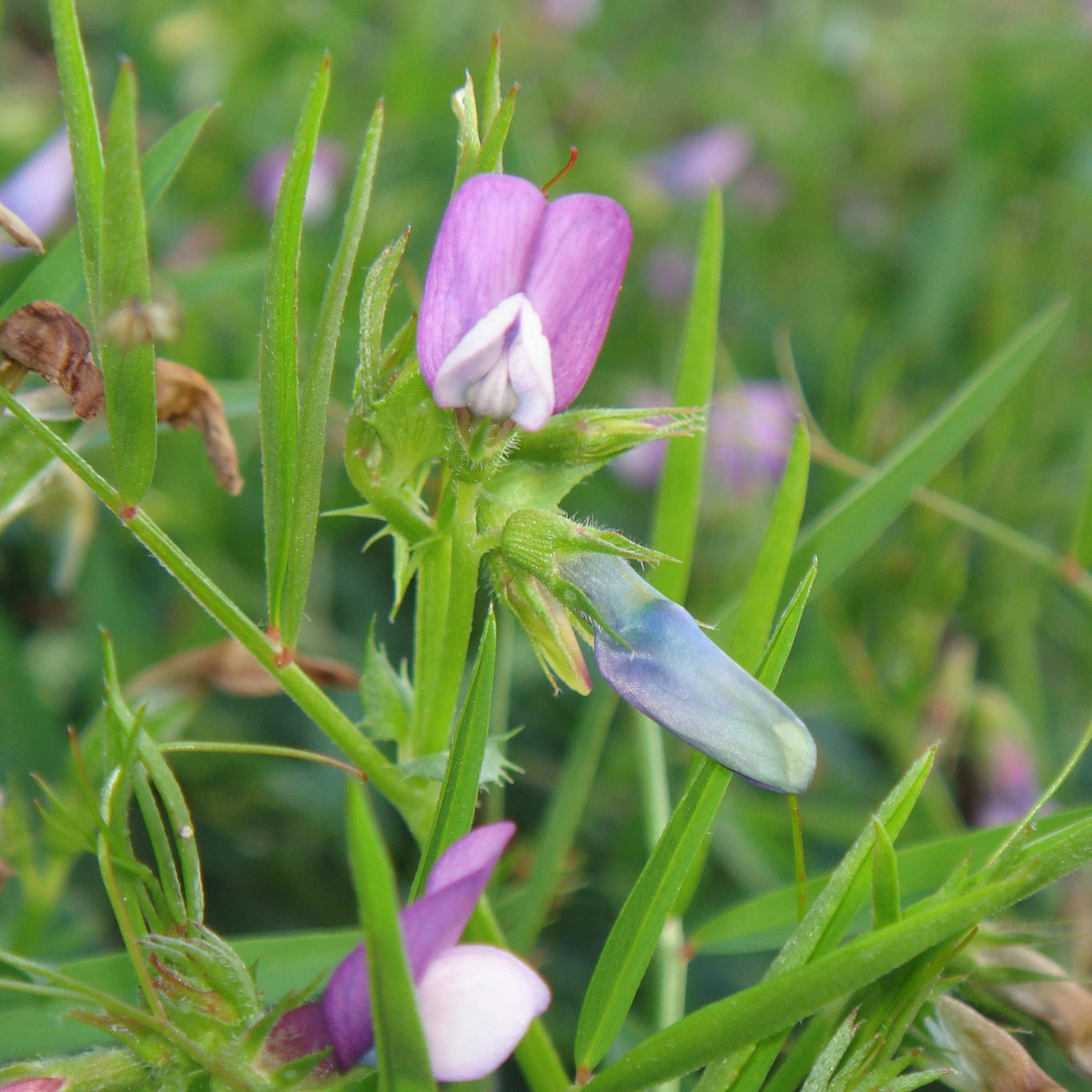 Austrian Winter Pea Seeds – Excellent Cover Crop and Food Plot Forage for Deer a