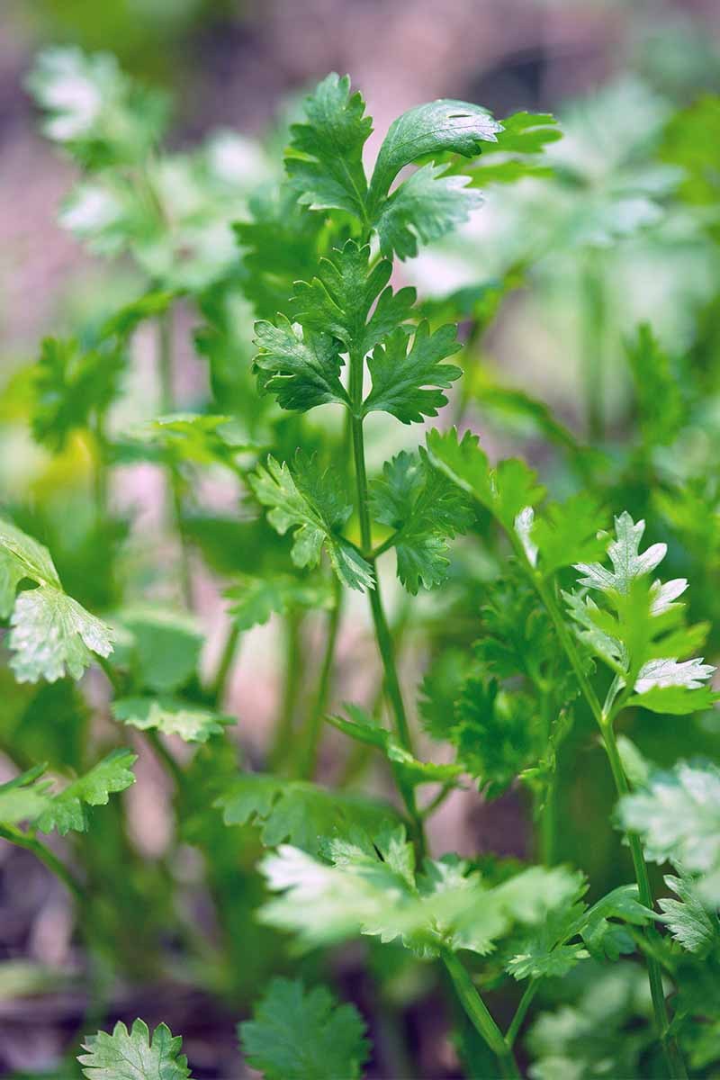 Cilantro Seeds (Split), Leisure Coriander, Oriental & Mexican Cuisine, FREE SHIP