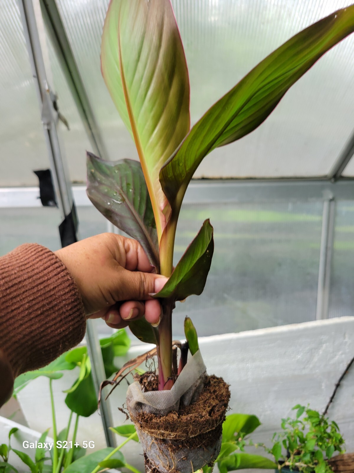 1 Red Canna Lily Plsnt No bulbs in Pot It Will 48″-60″+ tall Purple bronze leaf