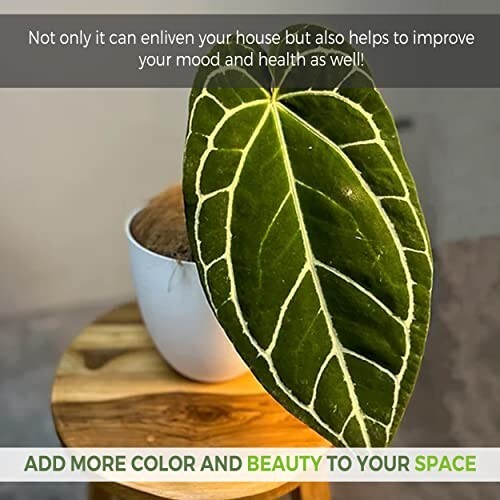 Anthurium Crystallinum by LEAL PLANTS ECUADOR |Green Live House Plants