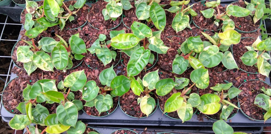 Philodendron Billietiae Green Plant – 2-5″ Tall – Tropical Aroid Houseplant