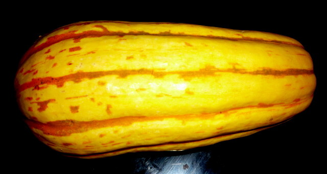 25+ GIANT DELICATA BOHEMIAN WINTER SQUASH SEEDS 1-2 LBS 5-10″ ORGANICALLY GROWN!
