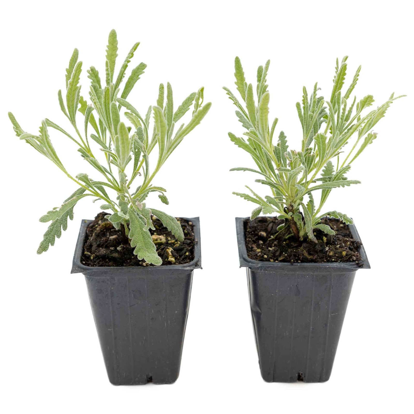 2 Goodwin Creek Lavender Plants in 3.5″ Cubes, Live Fragrant Herb (Lavandula)