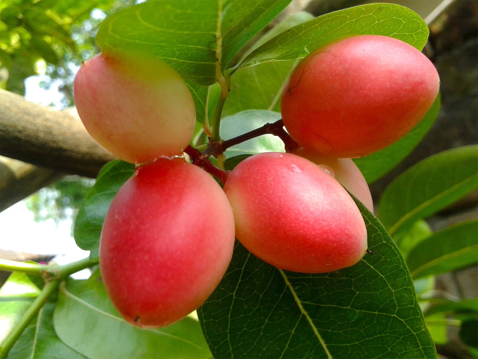 Carissa carandas | Bengal Currant | Christs Thorn | Carandas Plum | | 10_Seeds
