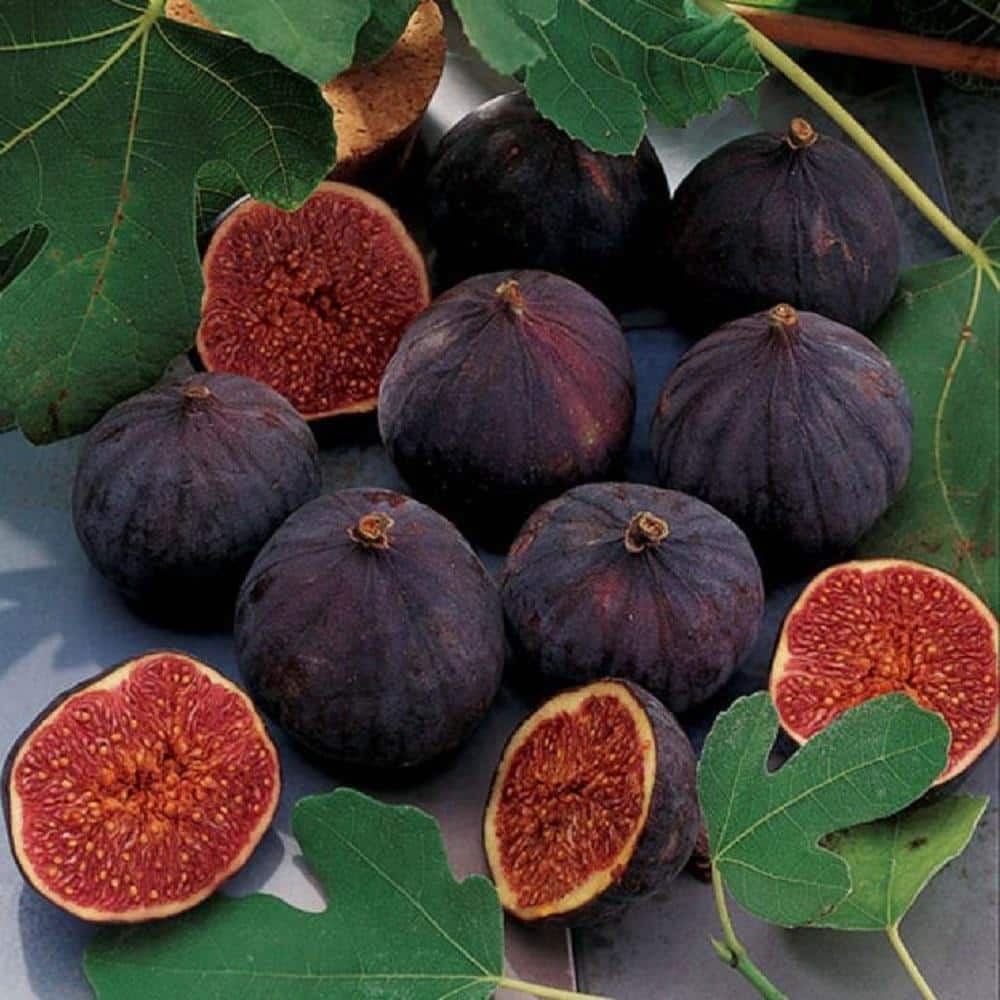 Chicago Hardy’ Fig Tree Plant 3 Gallon with Light Purple Fruit Pink Center NEW