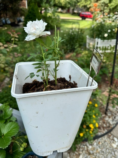 Gabriel Japanese Rose – Fragrant White Lavender Shrub Rose