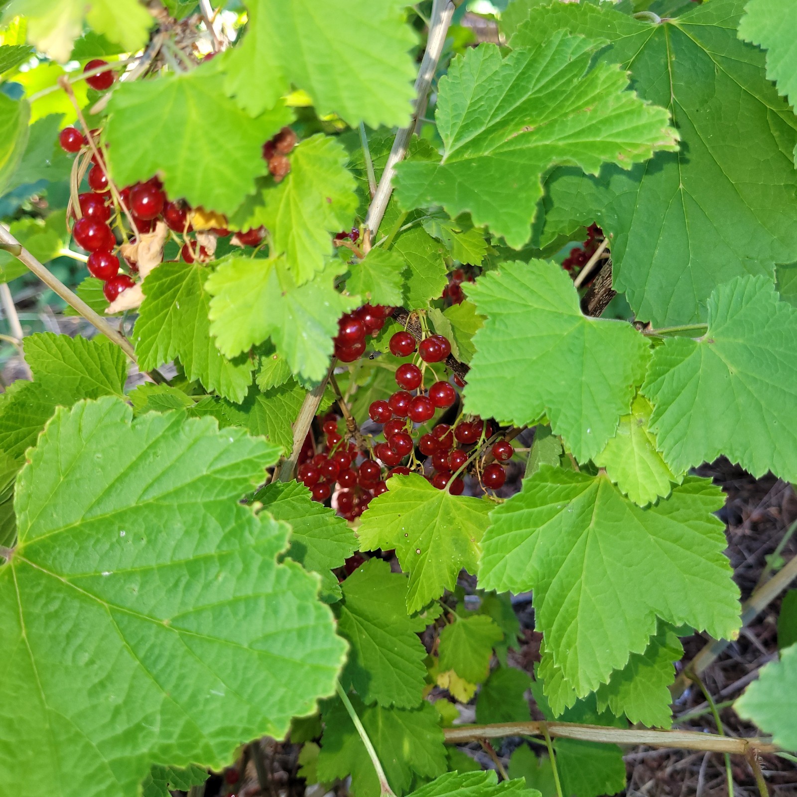 6 Red Currant Fresh Cuttings Unrooted 6″-9″ USDA Zones 3-8 Cold Hardy