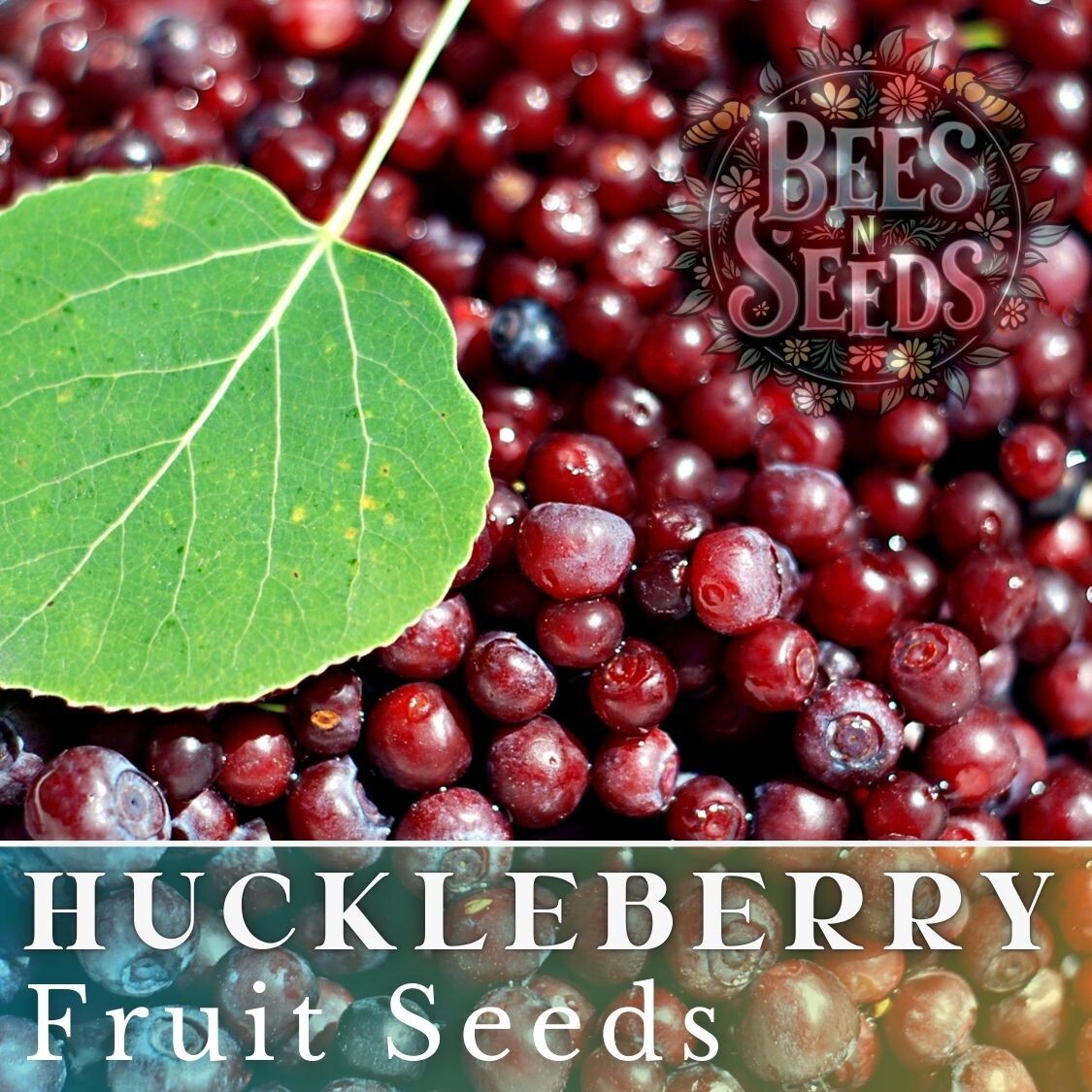 Emberberry Huckleberry Seeds 125, 300 or 500 Seeds Flower, Flower Seeds, Non GMO