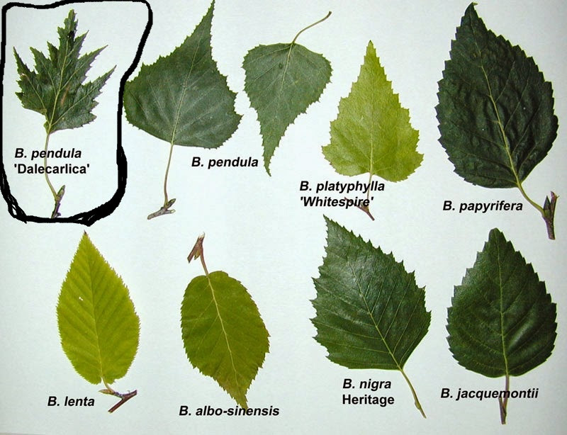 150 Cutleaf Weeping Birch Tree Seeds~Betula Pendula Laciniata~Botanical Gardens