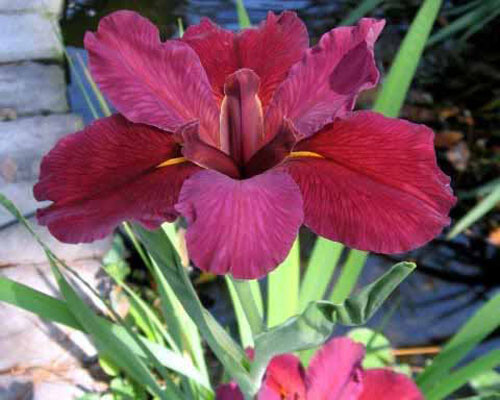 5 Plants /Fans Red Velvet Elvis Louisiana Iris – BLOOMING SIZE Deep Red