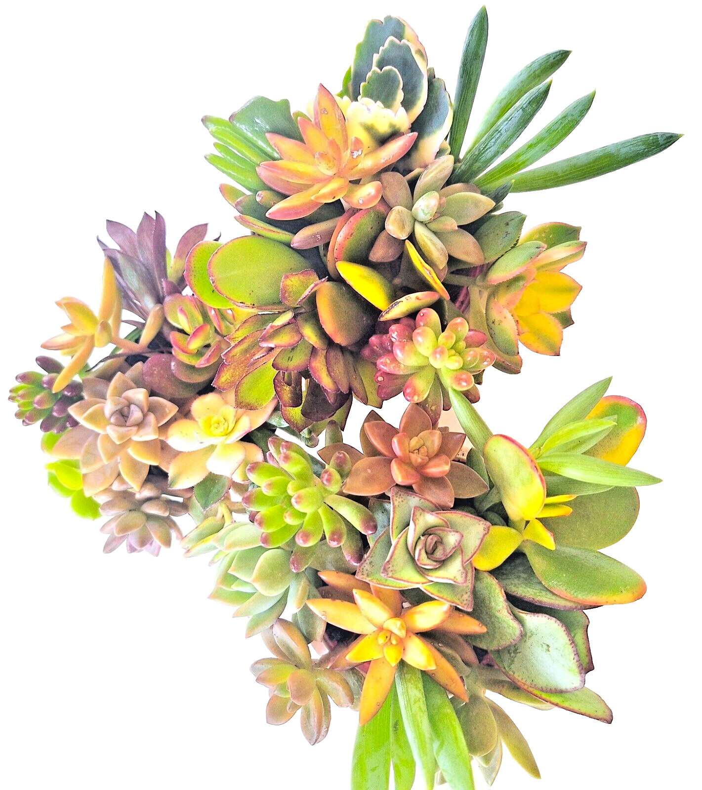 10 Healthy Fresh Colorful Succulent Cuttings, 10 Varieties