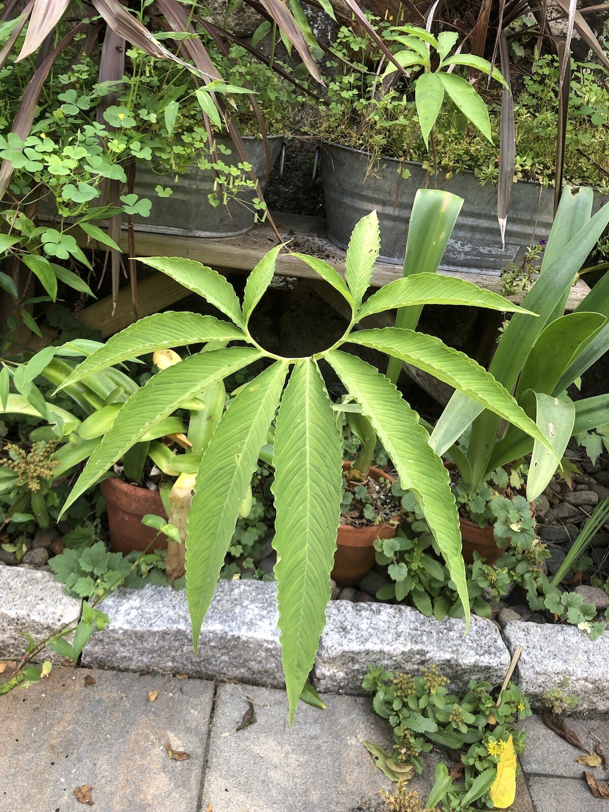 2 SAUROMATUM VENOSUM , Voodoo Lily (Amorphophallus, Arisaema)