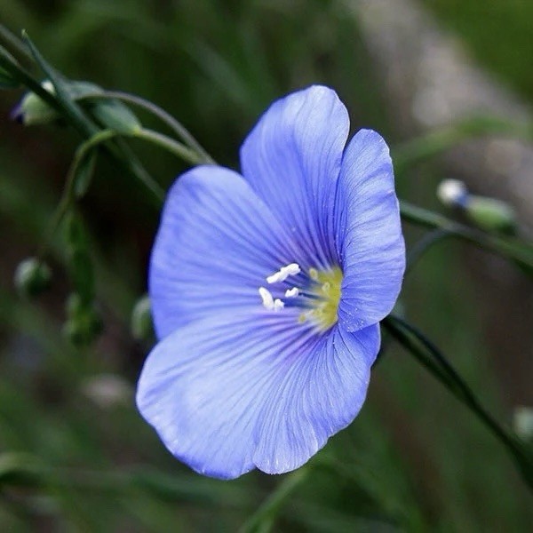 Common Flax seeds (Linum usitatissimum) – 200 Seeds | Attracts Pollinators , USA