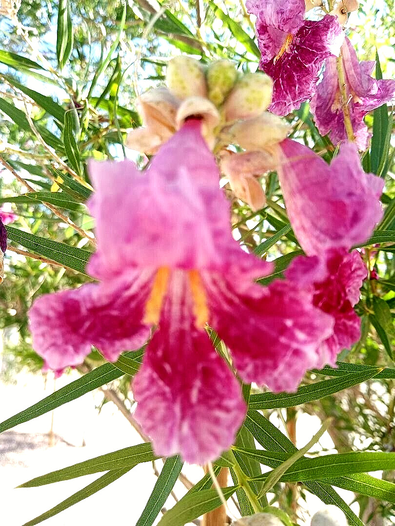 40+ DESERT WILLOW SEEDS Fresh AZ 2025 Purple Rose Orchid Drought Toler FREE SHIP