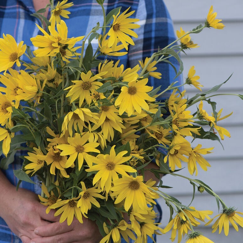40+ Maximillian Sunflower seeds *Perennial*