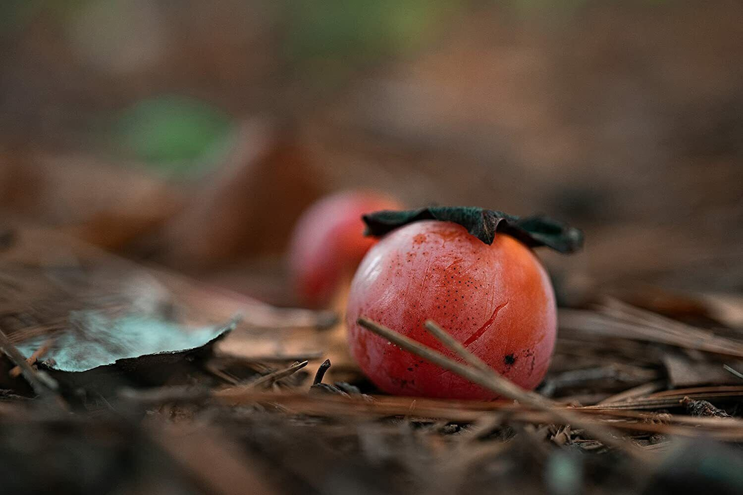American Persimmon 5 Fruit Tree Seeds Diospyros virginiana US Native Sweet Fruit