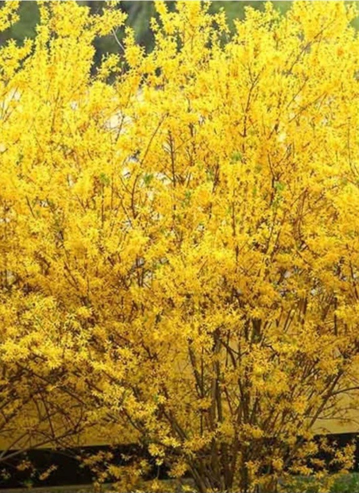 Forsythia Shrub 18-24″ in a 4-inch Pot Lynnwood Gold, Property Borders