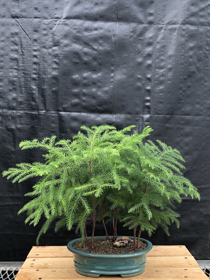 Pine Bonsai Tree Live Norfolk Island 3 Forest Group Araucaria Heterophila 12″ H
