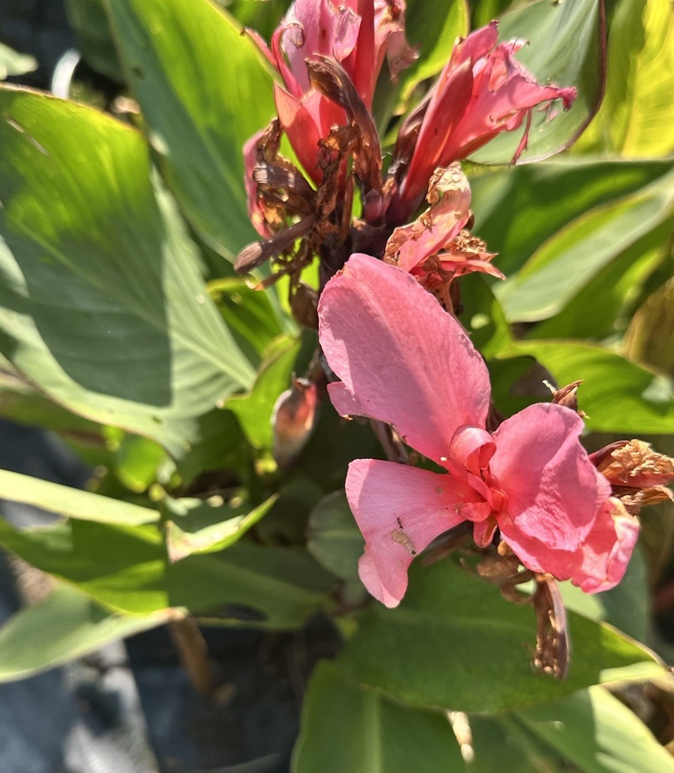 Canna Lily California Pink 1 Live Flower Plant Bush Bulbs Tall Green Leaves Easy