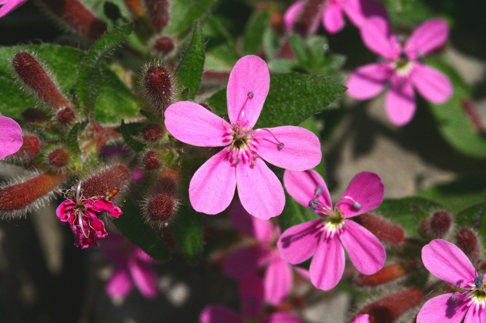 Soapwort Seeds Saponaria ocymoides Free Shipping!