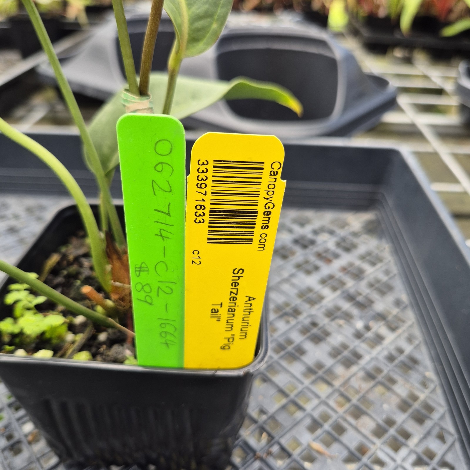 Anthurium Scherzerianum “Pig Tail”, Exact Plant Ships Nationwide