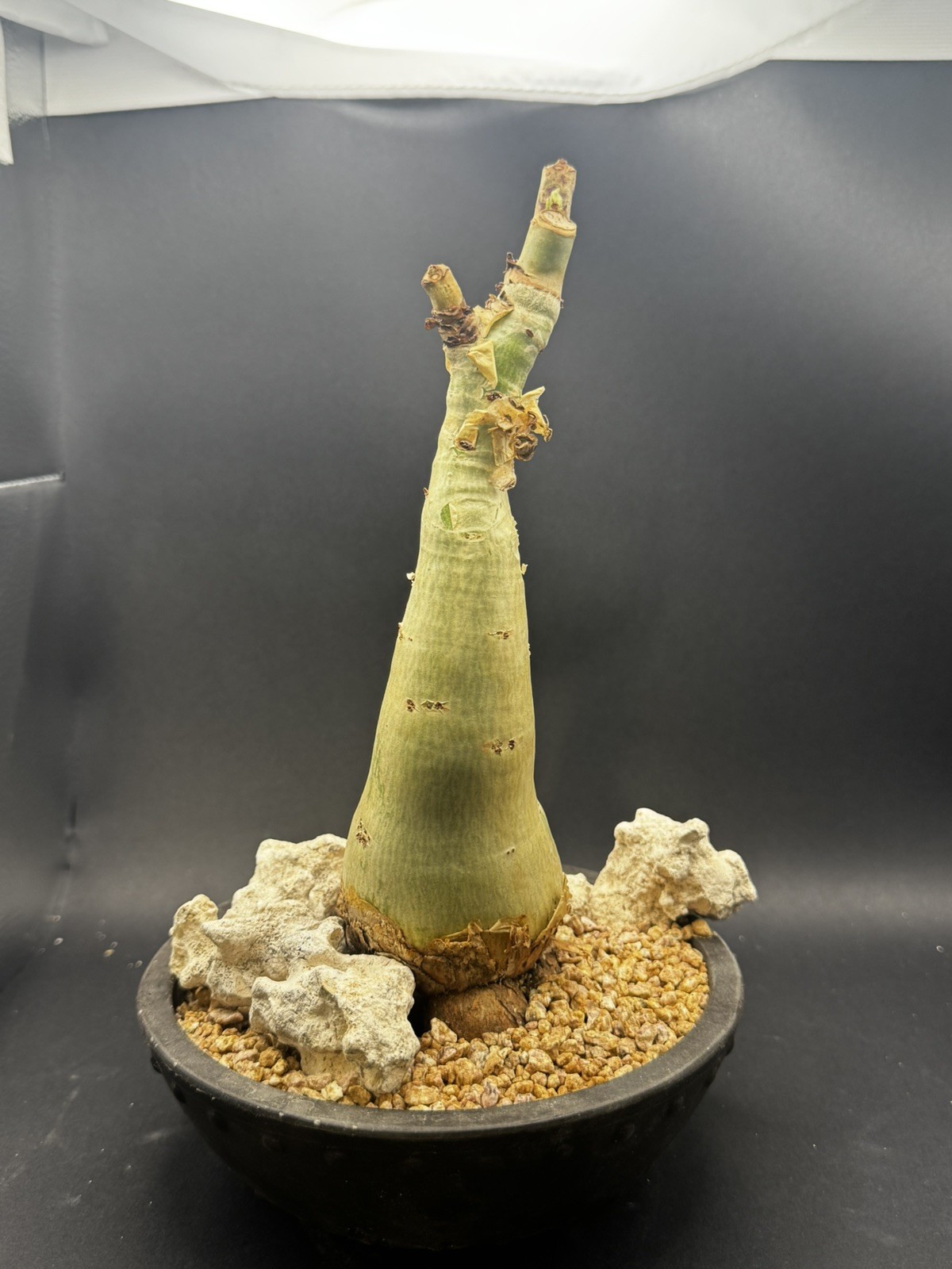 Cyphostemma juttea_mature size_US seller_WYSIWYG
