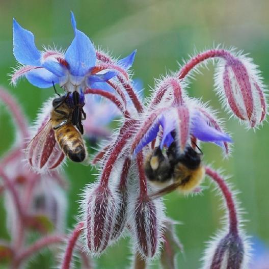 50 Borage Seeds Edible Flowers and Leaves Heirloom Annual Non-GMO