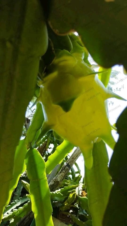 DRAGON FRUIT CUTTINGS – MULTIPLE VARIETIES 8-12 inches