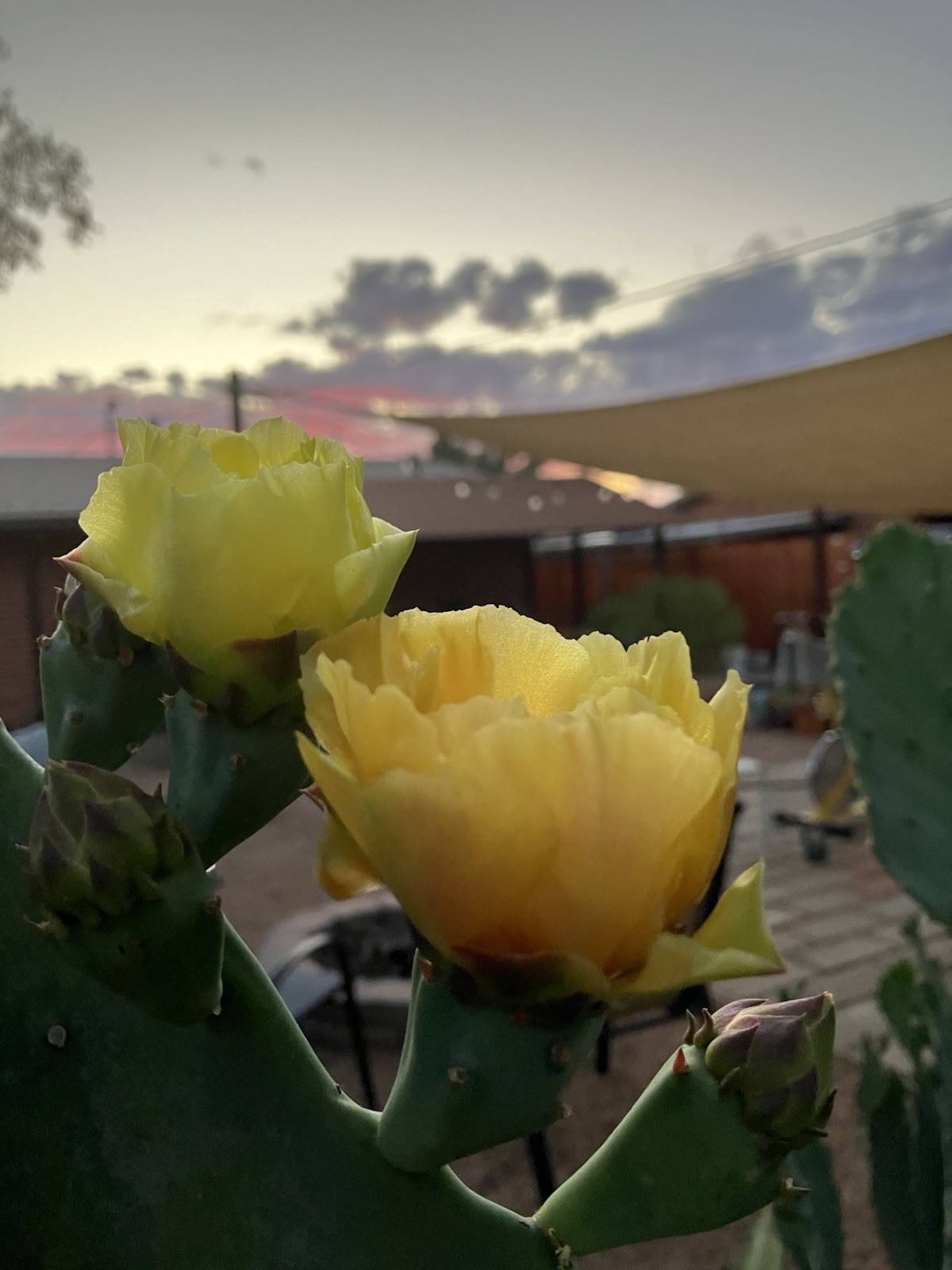 Opuntia Gomei Cactus Pads MEDIUM 5-9″ – Prickly Pear, Old Mexico, Nopal