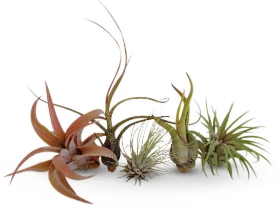 Air Plants Tillandsia Collection of 5 Easy Houseplants for Beginners
