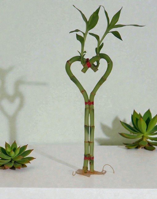Lucky Bamboo Heartshap Plant Live 6″ Tall Floral Decor Indoor Outdoor No Pot