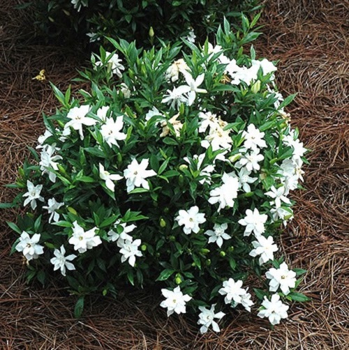 Frost Proof Gardenia ( cape jasmine ) – Live Plant – ( 1 QT )