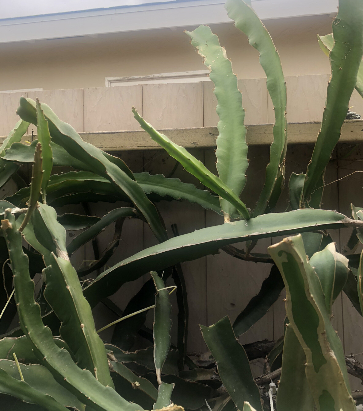 3 White Flesh Dragon Fruit Fresh Cutting Pitaya Succulent Cactus 10”-12”No Root