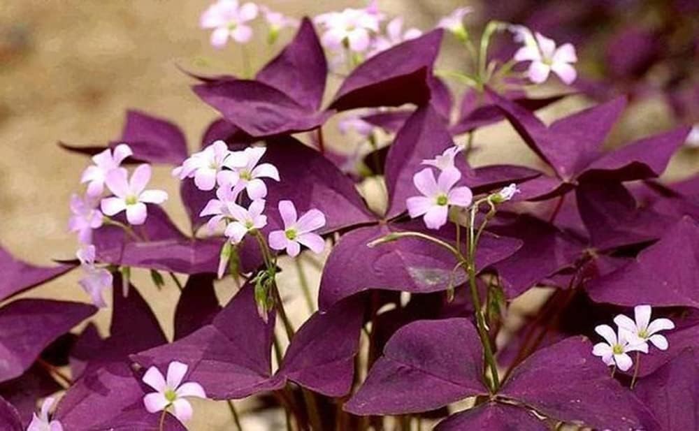 12/24Pcs Oxalis Bulbs for Planting Purple Shamrocks Bulbs Triangularis Lucky Lov