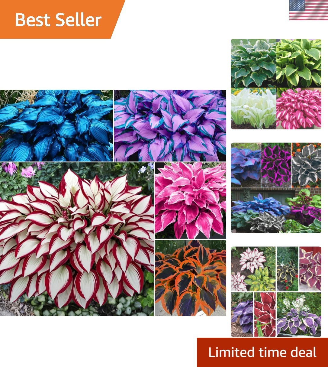 100pcs Mixed Colors Hosta Seeds for Shade Gardens