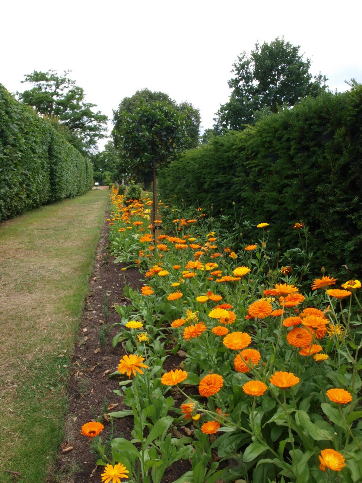 Pacific Beauty Mix Calendula Seeds | Orange Yellow Flower Pot Marigold Seed 2024