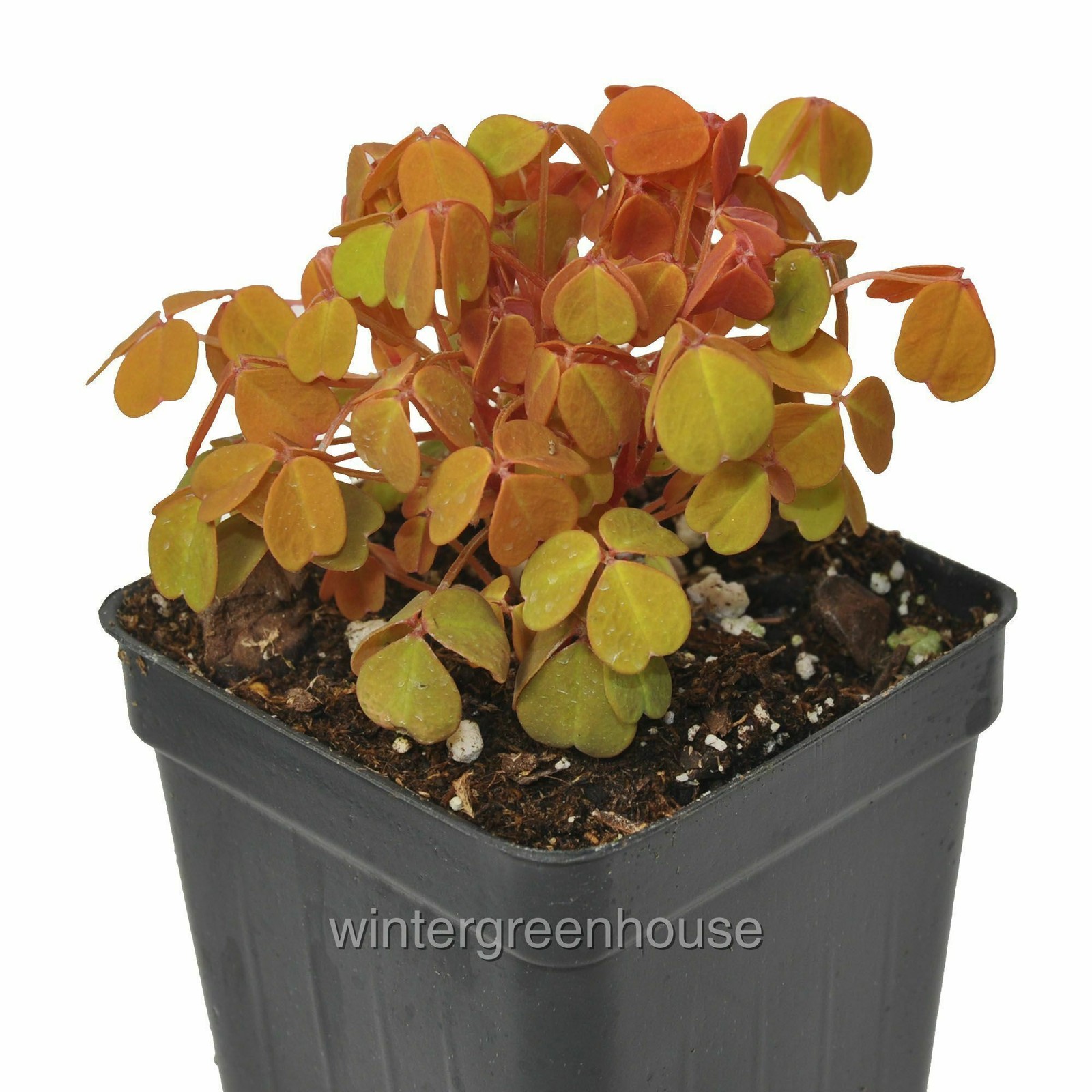 Oxalis spiralis aurea, Amber Plum Crazy, Container Size: 3″ (2.6×3.5″)
