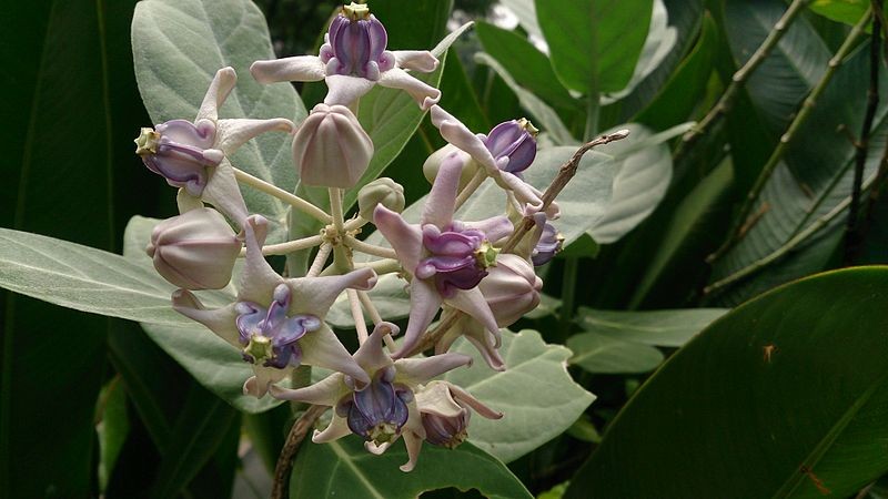 Calotropis Gigantea Giant Milkweed Tree Plant Butterfly Garden Purple Flower
