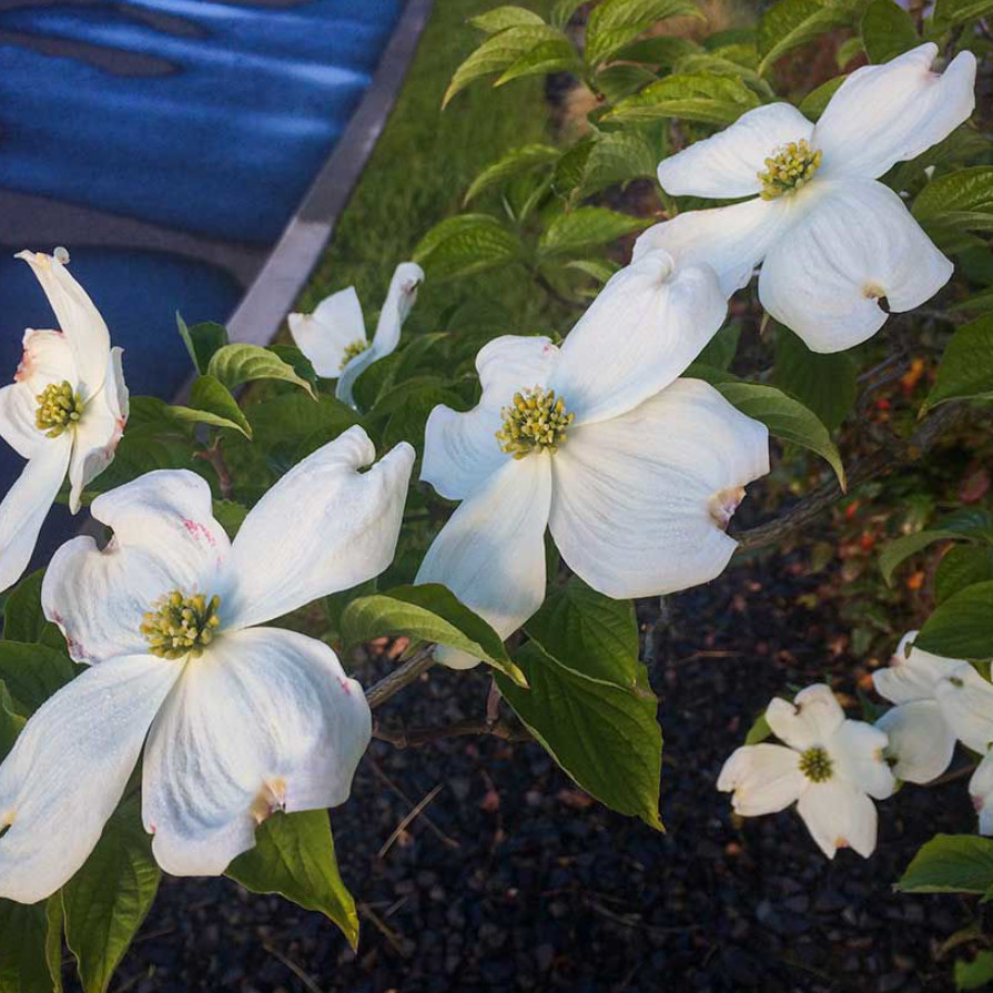 White Flowering Dogwood Tree, Live Plant, Qt Pot, 10–16” Tall, No Ship AK, HI,PR