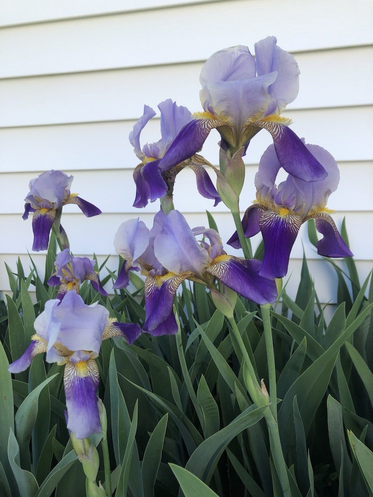 Purple Bearded Iris Rhizomes Bulbs Quantity of 10- Large Bulbs Free Shipping!