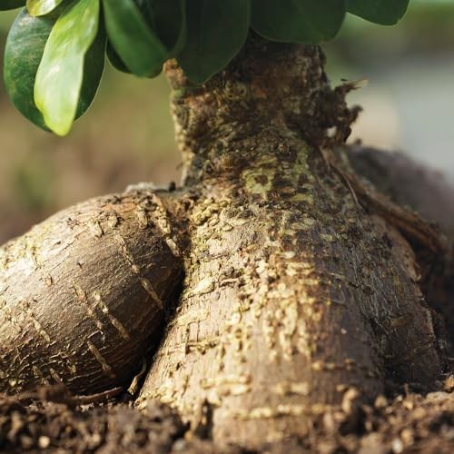 Live Ginseng Ficus Bonsai Tree – 6 Year Old, 8-12″ Indoor Plant in Ceramic Pot &
