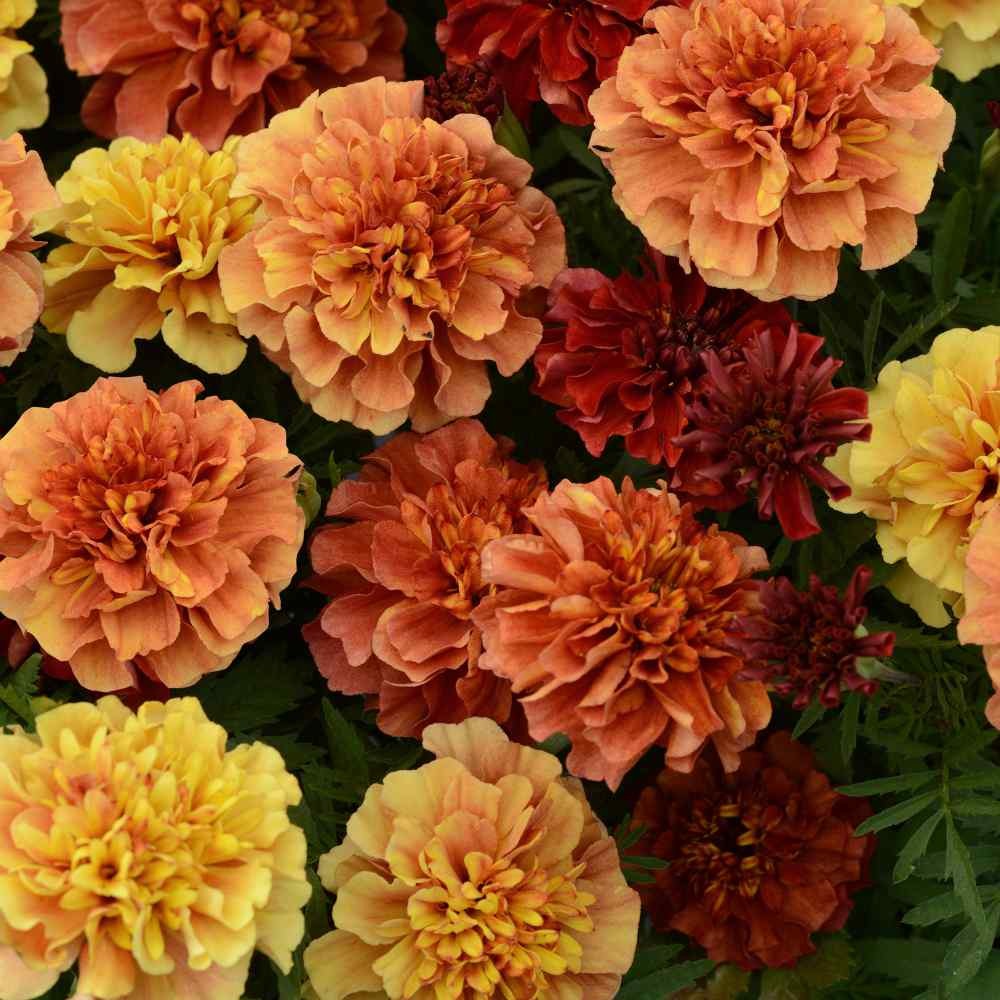 100 Seeds French Marigold Flower Seeds – Tagetes Patula Strawberry Blonde