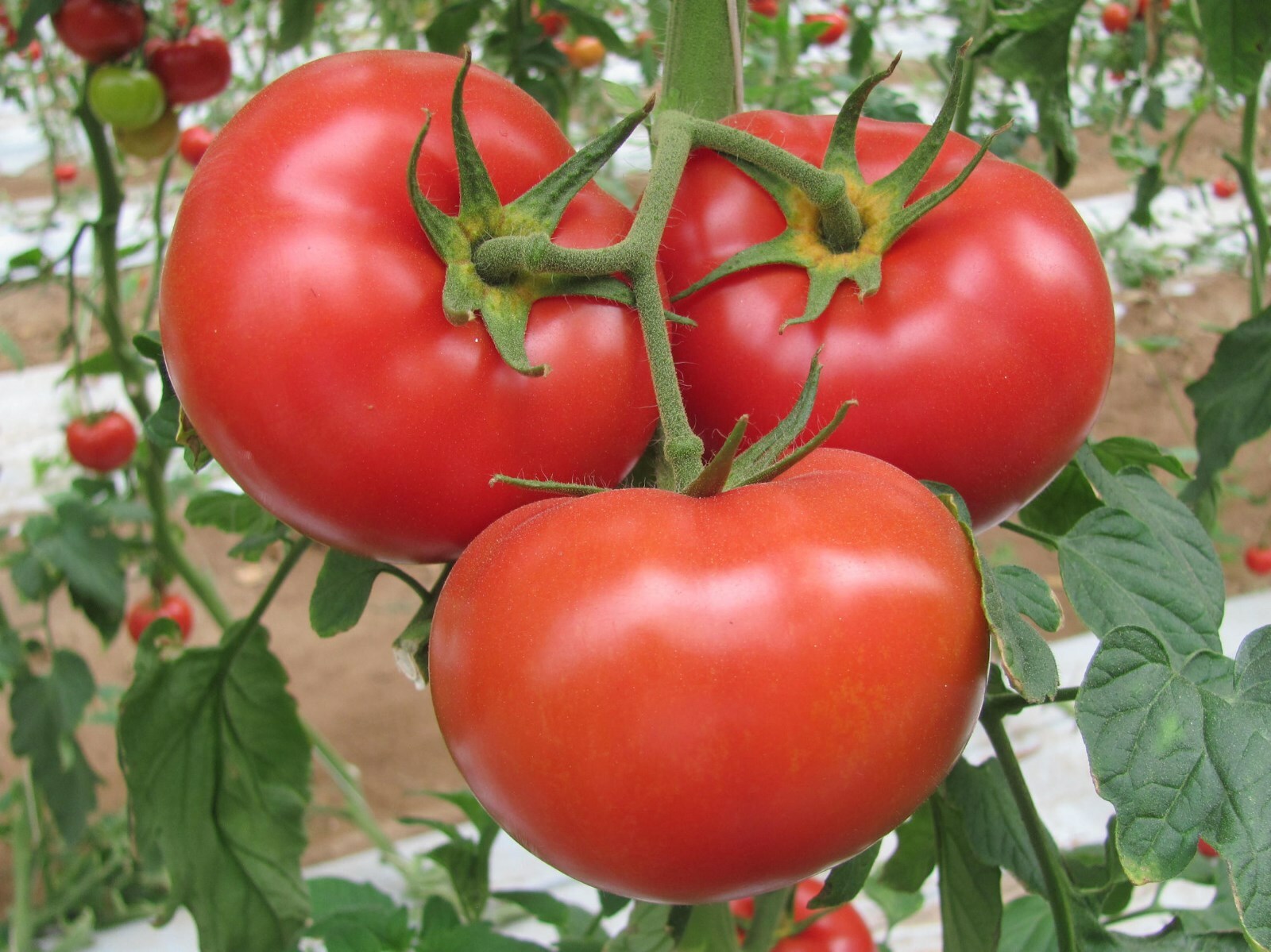 German Johnson – Pink/Red Beefsteak – +25 Seeds – Buy any 3 varieties, 20% off!