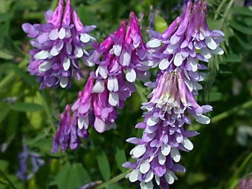 Hairy Vetch Seeds for Wildlife Food Plots & Cover Crop