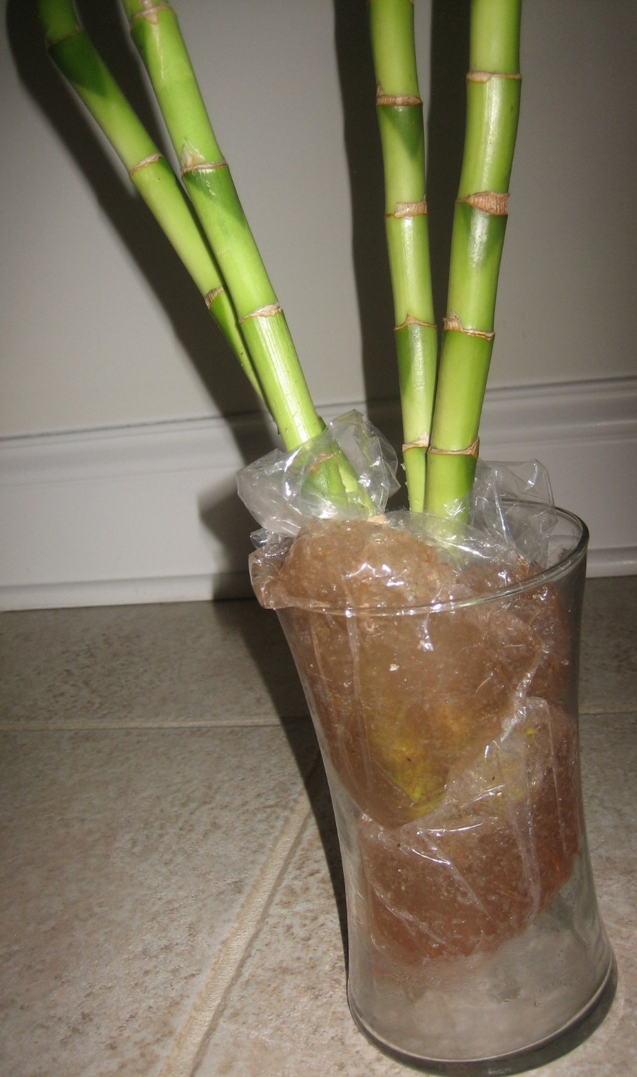 Lucky Bamboo Two 18″ Straight Stalks 18″ and Two Curly 18″ Spiral Indoor Plants