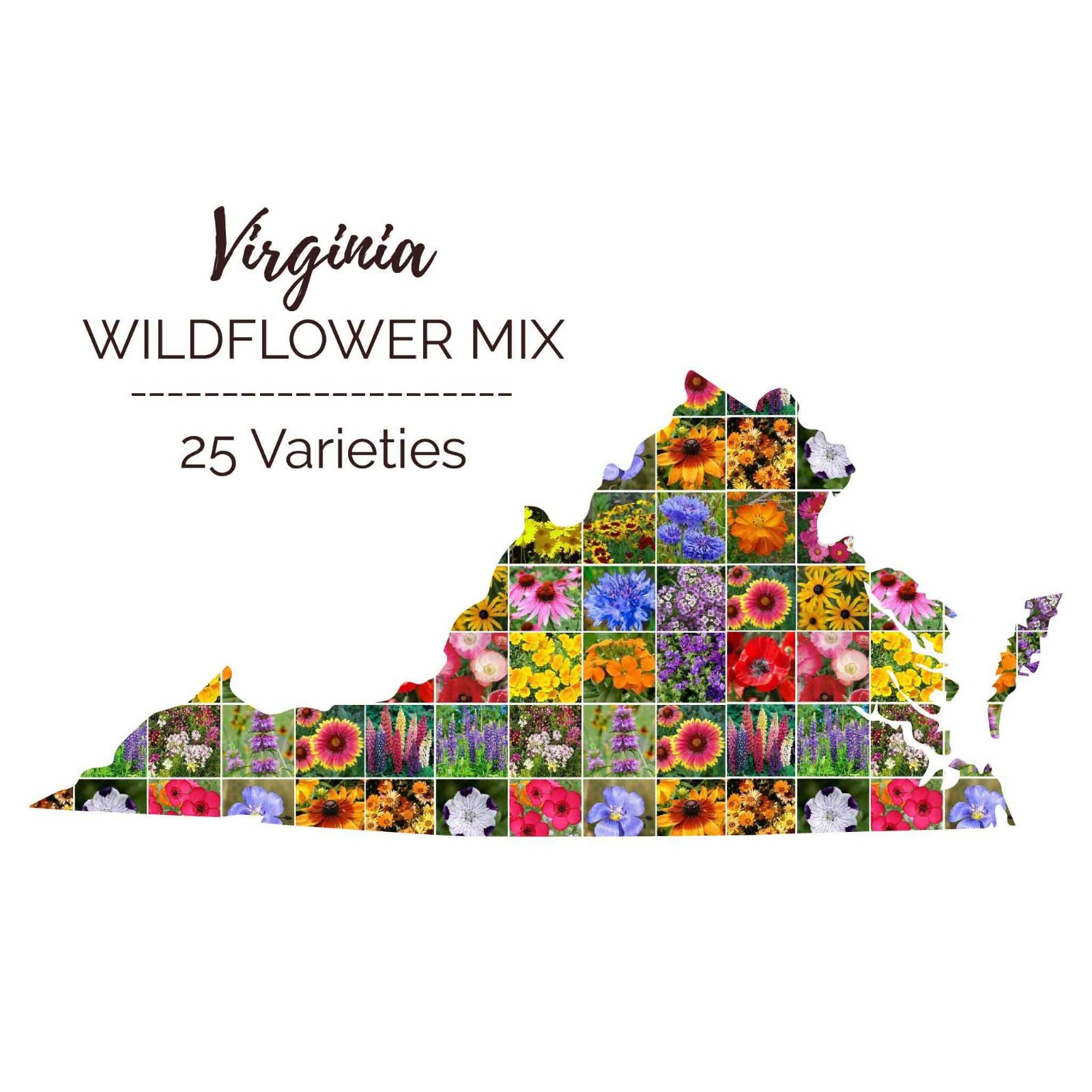 Wildflower VIRGINIA State Mix Perennials &Annuals 25 Species Non-GMO 1000 Seeds!
