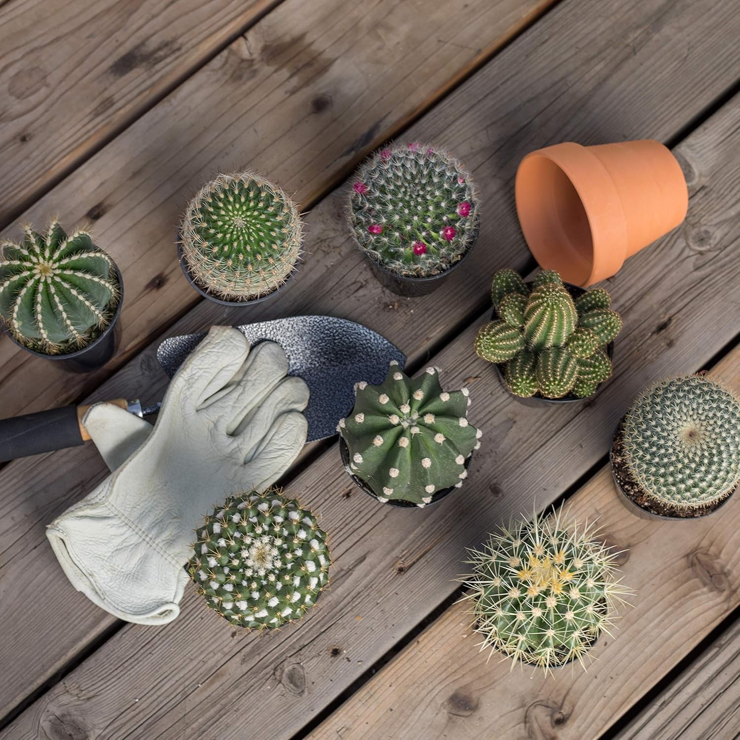 Altman Plants, Assorted Cactus Plants Live Succulents (8 Pack), Live Cactus Plan